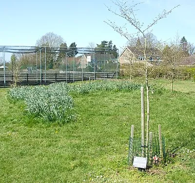 A new tree to keep the memory