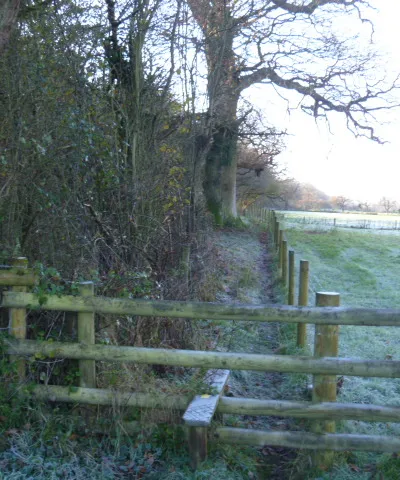 Alongside the wood [1]