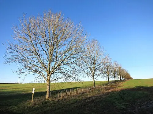 Another line of trees