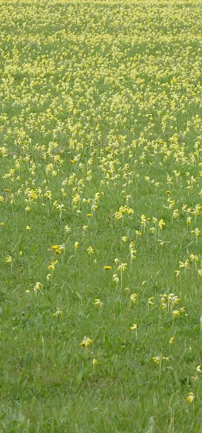 A field of cowslips