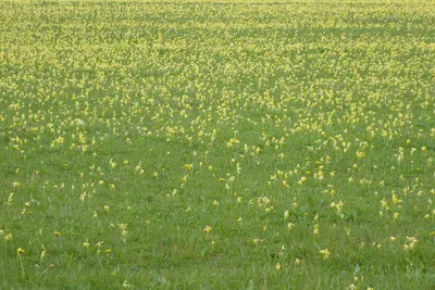 A field of cowslips