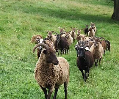 Curious residents of Cleeve Hill