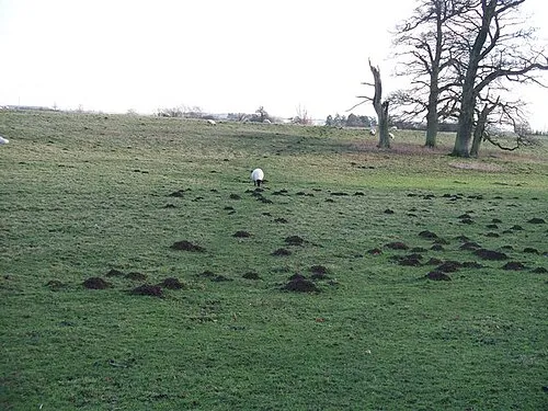 Lumpy field The footpath to Syreford passes through this field with numerous molehills.  These are not the only lumps and bumps in the field, it contains the site of the lost Medieval village of Whittington.