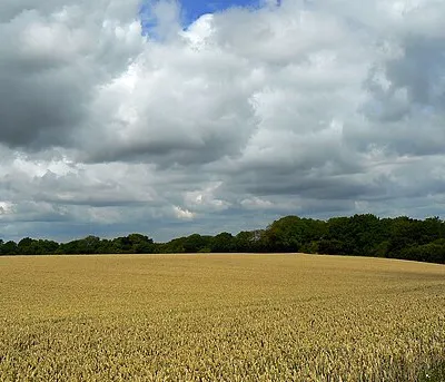A wheatfield near Withy Copse, near Clench Common