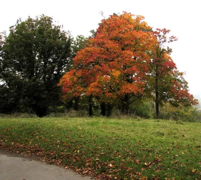 Autumn colours, Littleworth Common, Gloucestershire