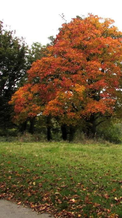 Autumn colours, Littleworth Common, Gloucestershire