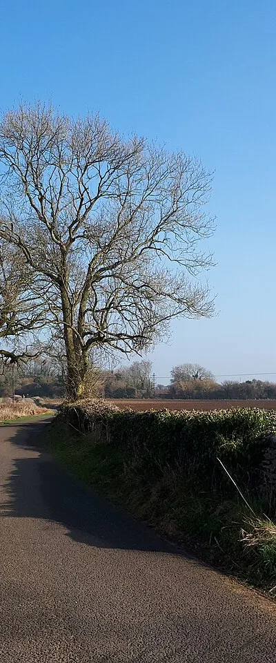 Country lane near Tarlton