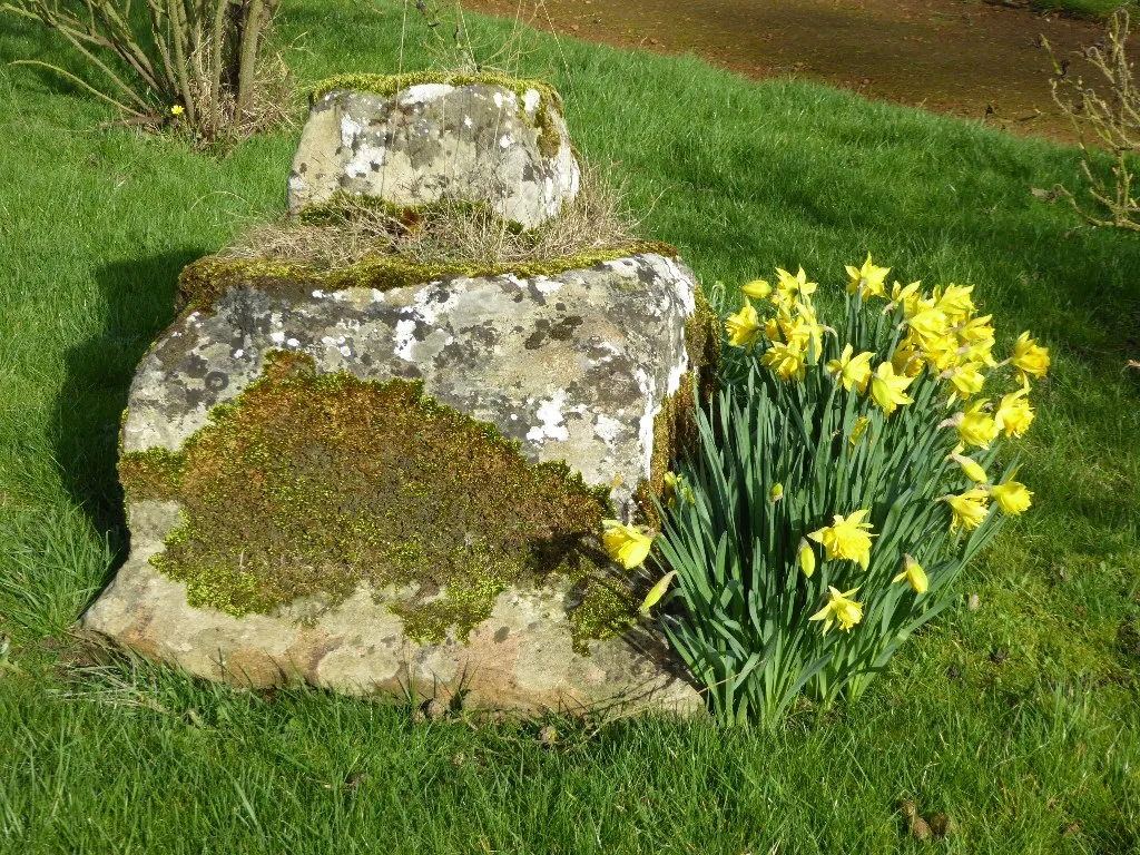 Daffodils beside the remains of a preaching cross