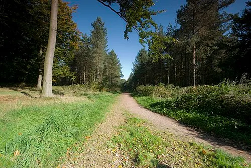 A path in the Beaudesert Old Park area in the south east of Cannock Chase