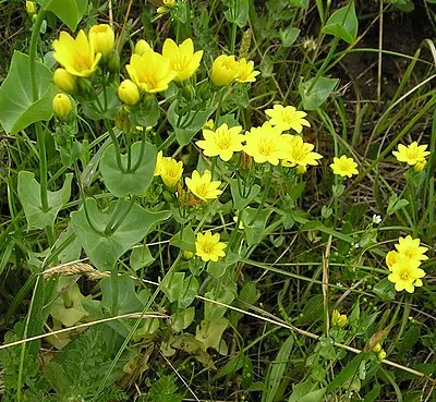 Yellow-wort, Blackstonia perfoliata subsp. perfoliata.