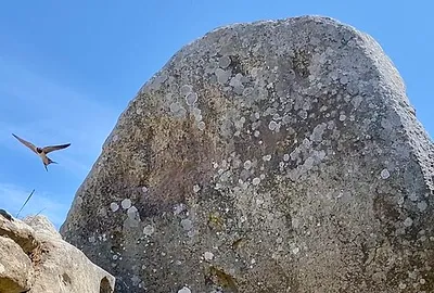 A summer visitor to West Kennett long barrow