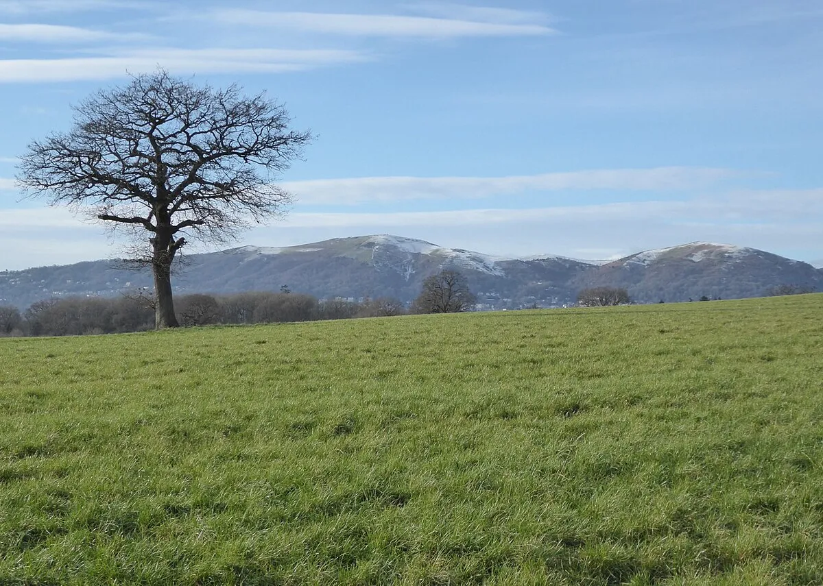 A tree and the Malvern Hills