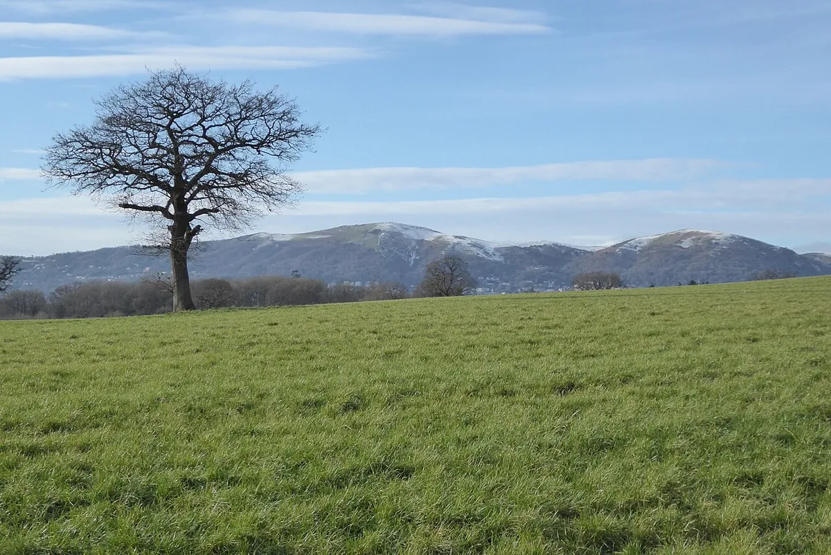 A tree and the Malvern Hills