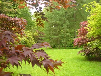 Acer Glade, Westonbirt Arboretum