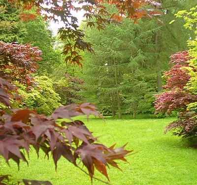 Acer Glade, Westonbirt Arboretum