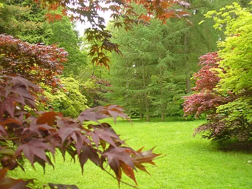 Acer Glade, Westonbirt Arboretum