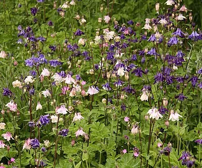 Aquilegia growing in the Fish Hill Picnic Area
