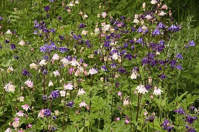 Aquilegia growing in the Fish Hill Picnic Area