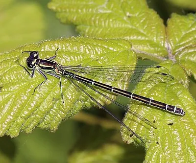 Azure damselfly (Coenagrion puella) female green form, Barton Fields, Oxfordshire