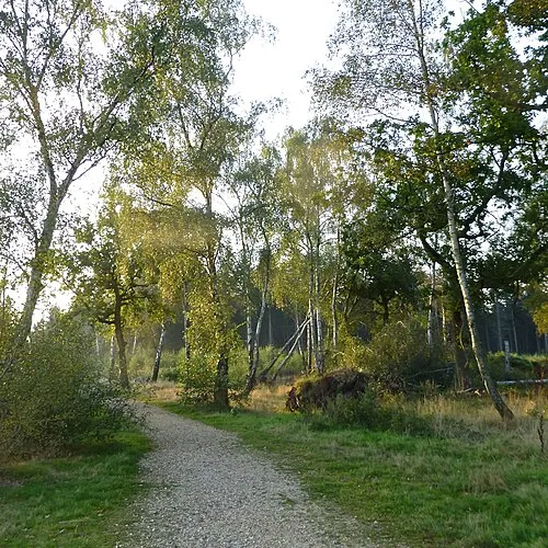Birches in Great Pen Wood