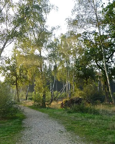 Birches in Great Pen Wood