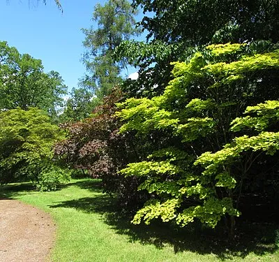 Acers in Westonbirt Arboretum
