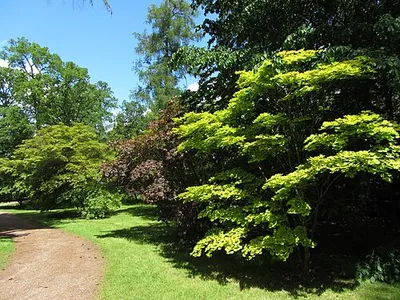 Acers in Westonbirt Arboretum