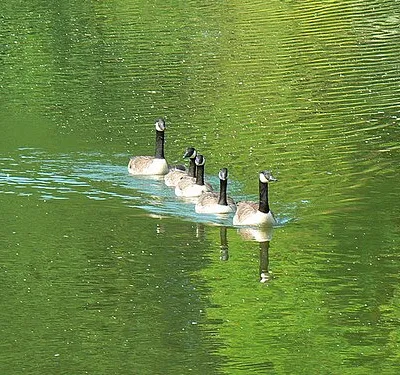 Canada geese in line astern, Coate Water, Swindon. Very common immigrants. Latin name Branta canadensis. More here: http://www.rspb.org.uk/wildlife/birdguide/name/c/canadagoose/index.asp