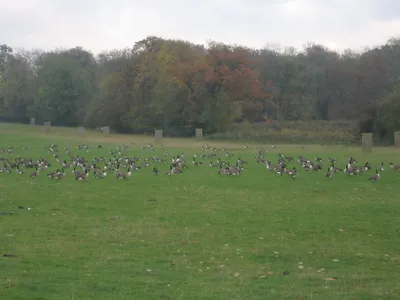 Autumnal Gathering: Canada Geese at Corsham Court