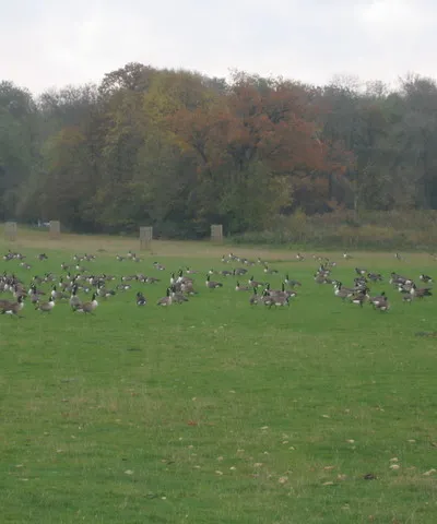 Autumnal Gathering: Canada Geese at Corsham Court