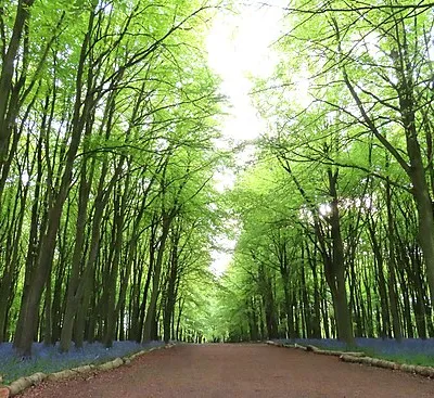 A path through the beech trees on Badbury Hill