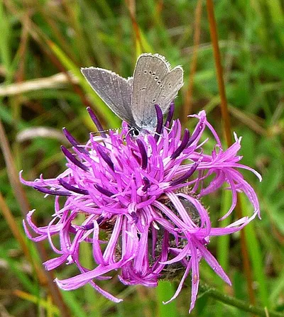 Little Blue. Cupido minimus