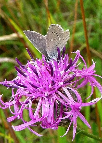 Little Blue. Cupido minimus