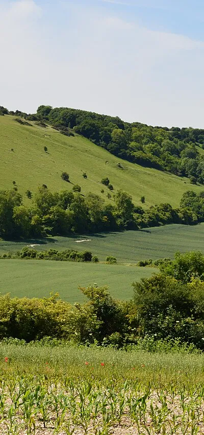 Chalk downland, Inkpen, Berkshire