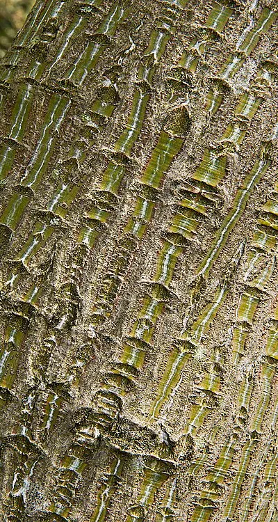 Bark of Acer capillipes (Snakebark maple)
