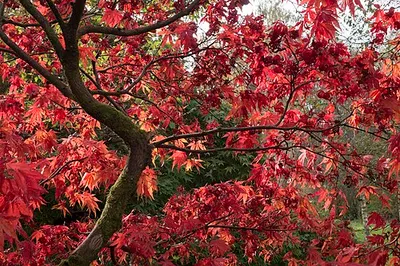 Acer in autumn at Westonbirt Arboretum