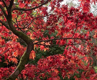 Acer in autumn at Westonbirt Arboretum