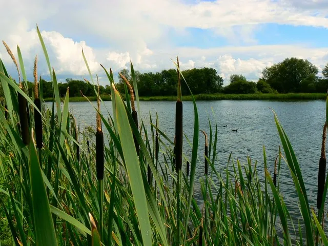 Bullrushes, coots and water, near South Cerney Close-up of Typha latifolia with Fulica atra in the H2O. All in a reclaimed gravel pit now part of the Cotswold Water Park.