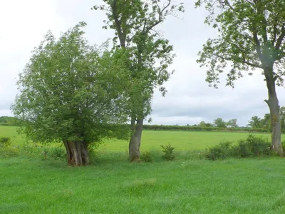 Brookside Willow near Fulready