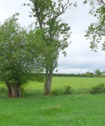 Brookside Willow near Fulready