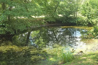 Backwater of lake at Croome
