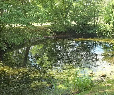 Backwater of lake at Croome