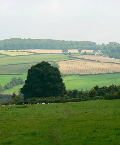 A view east from Sevenleaze Lane, Horsepools, Gloucestershire The land descends from here to the Wash Brook and then rises again towards Painswick. The cattle and the hedge just behind them are in this square. The tree beyond is in the next square east.