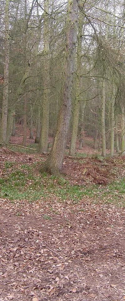 Ashton Wood