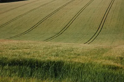 Barley near Hampen Tractor tyres leave lines in a field of barley near Hampen.