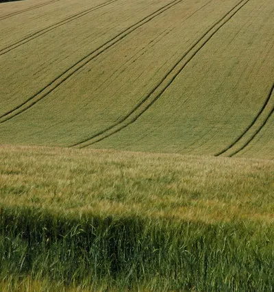 Barley near Hampen Tractor tyres leave lines in a field of barley near Hampen.