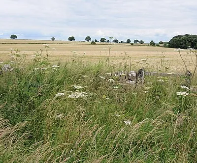 Arable land beside Ryknild Lane