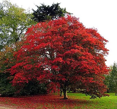 Acer at Down Gate: Westonbirt Arboretum. This beautiful acer tree stands guard at the Down Gate on the southern edge of the arboretum.