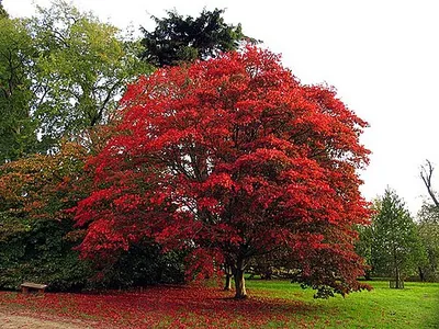 Acer at Down Gate: Westonbirt Arboretum. This beautiful acer tree stands guard at the Down Gate on the southern edge of the arboretum.