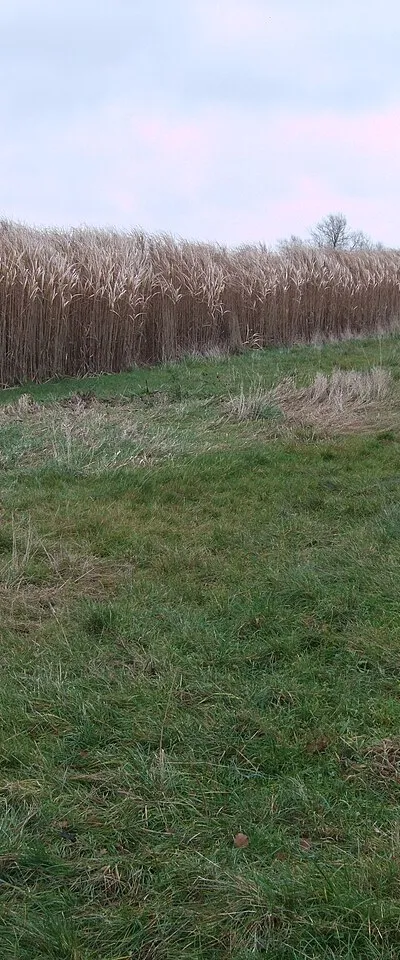 A crop of rushes, near Hannington Wick